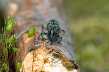 Weevil closeup with great eyes, Green moss