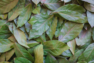 Green background of leaves.