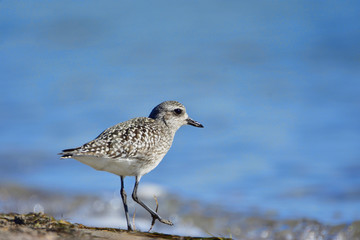 The grey plover (Pluvialis squatarola) on a beach, winter plumage