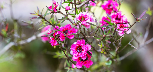 Fototapeta premium Flor silvestre rosa.