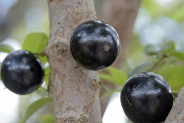 Closeup of jabuticaba on the tree