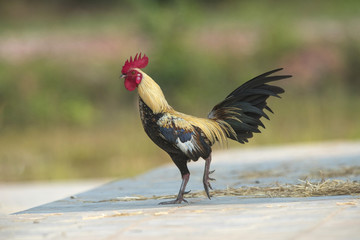 Beautiful rooster on green background