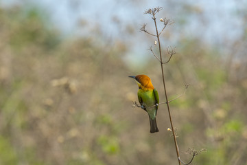 Beautiful bird  Chestnut-headed Bee-eater