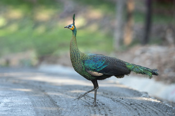 Green peafowl walking ,Beautiful peacock