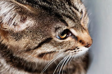 The cat from the shelter