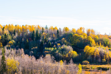 Colorful forest in autumn