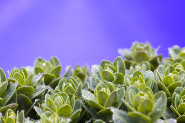 Hare cabbage with dew drops