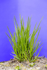 Green grass with dew drops