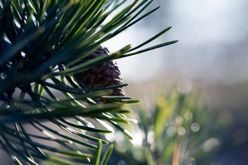 Pinecone on branch