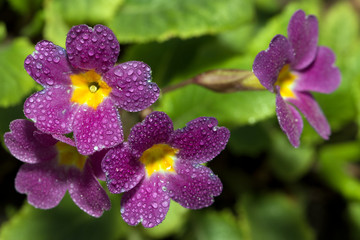 Primula flowers with dew drops