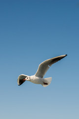 Single seagull flying in a sky