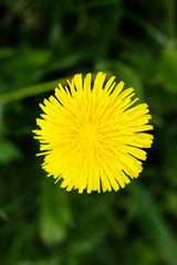 Dandelion closeup