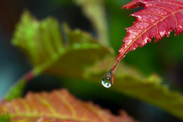 Water drops on green leaf for background