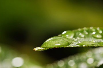 Water drops on green leaf for background