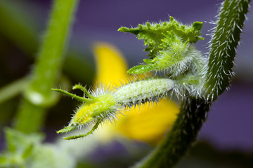 Flowering cucumbers in the greenhouse