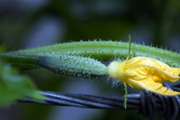 Flowering cucumbers in the greenhouse