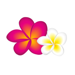 frangipani pink und weiß