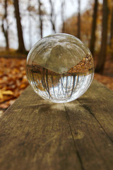 A glass ball with the reflection of the woods