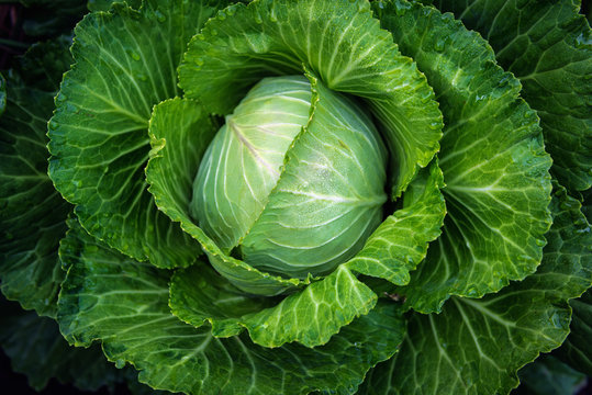 Fresh cabbage in the farm