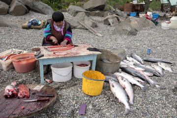 Senior Chukchi woman cuts  just catched sallmon on the sea shore and prepared it for drying