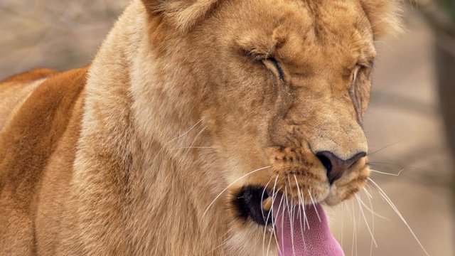 Southwest African lion yawning