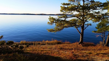 Pine tree on the St. Lawrence River
