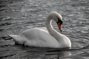 Naklejka premium White swan on the lake swimming