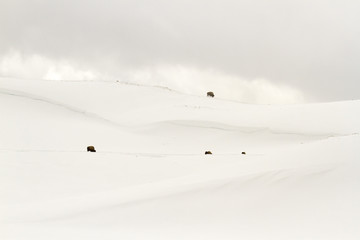 Bison on snowy hillside in Yellowstone National Park, Wyoming in winter
