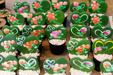 Hoya heart in the pot with paint.