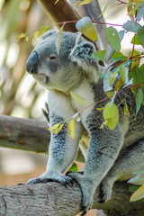 Fototapeta premium Koala Bear