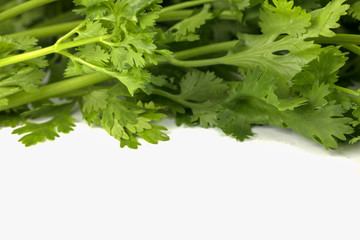 Coriandrum sativum on white background isolated with copy space