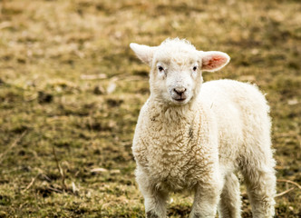 Naklejka na ściany i meble Small little lamb (Ovis Aries) looks up from the field on a late afternoon winter day