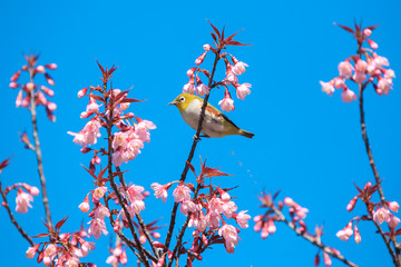 The yellow bird (oriental white-eye) on the pink cherry blossom