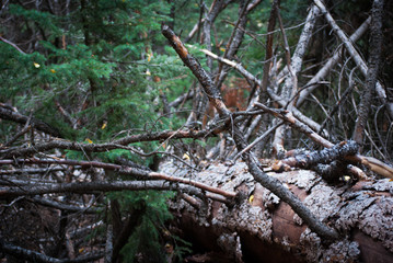 DSC_0332.jpg