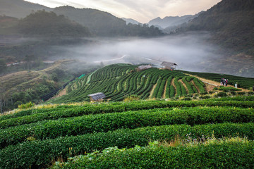 Morning mist at terrace of tea, Doi Angkhang in Chiangmai,Thailand.