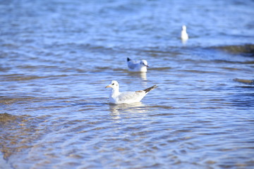 The beautiful seagulls are on the beach