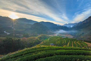 Fototapeta premium Morning mist at terrace of tea, Doi Angkhang in Chiangmai,Thailand.