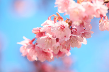 pink cherry blossom under the blue sky.