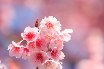 pink cherry blossom under the blue sky.