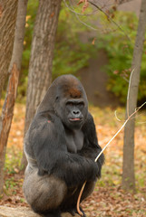 A Gorilla And His Stick