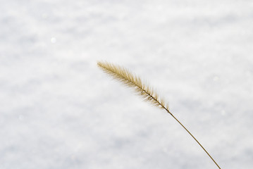 枯草　雪　素材
