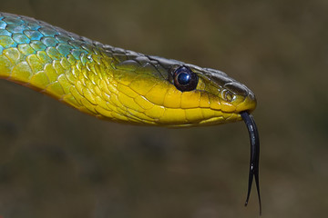 Green-tree snake up close