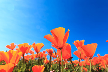 Obraz premium Poppy field and wild flowers in sunlight under a blue sky