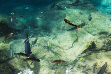 water fish animal wildlife