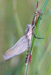 newly emerged adult dragonfly