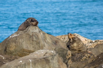 Two Fur Seals laying on the rocks of the New Zealand Coast
