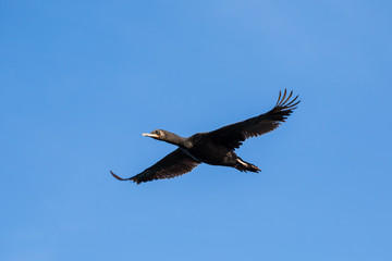 Shag (Cormorant) in flight over the coast of Oamaru New Zealand