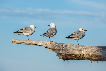 Obraz premium Three Seagulls standing on a driftwood log on the coast of New Zealand