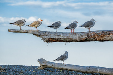 One seagull highlighted among five friends