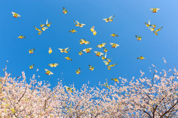 Butterflies on Pink cherry blossome on blue sky, Chiang mai, Thailand